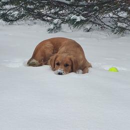 Lexie - Golden Retriever
