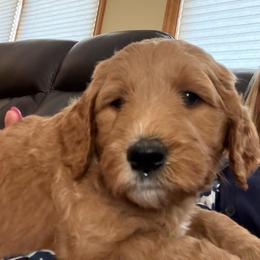 Red Collar - Red  female Goldendoodle puppy in Winchester, Tennessee from Mahaffey’s Doodles