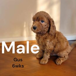 Goldendoodle Puppies from Stacy Warwick