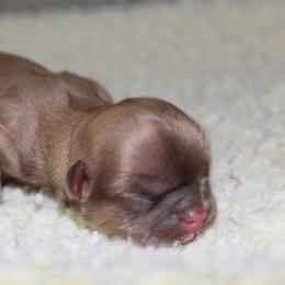 Girl - Liver female Shih Tzu puppy in Eunice, Louisiana from 4J's Cajun Kennels