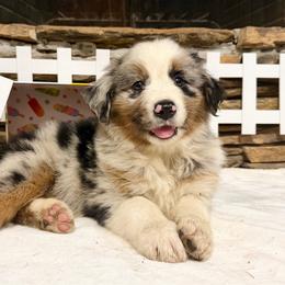 Orion - Blue merle male Australian Shepherd puppy in Red Springs, North Carolina from Julia Rose Ranch