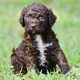 Lyra - Brown female Lagotto Romagnolo puppy in St. Augustine, Florida from LBK & Ancient City