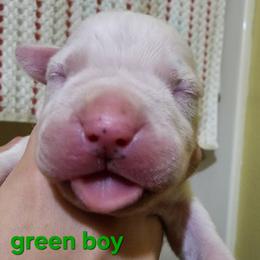 Boy 2 - male Dogo Argentino puppy in Blythe, California from Dogos del Gran Reino