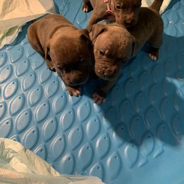 American Bully Puppies from Bruda’s Kennel