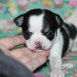 Iris 3,500 - Black and white female Chihuahua puppy in Cache, Oklahoma from Charming Lil Chihuahuas