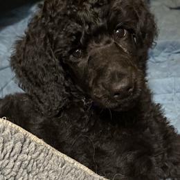 Blue - Black male Poodle puppy in Sedro Woolley, Washington from Best Friend Poodles
