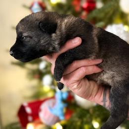 Girl 3 - Sable female German Shepherd puppy in Denver, Colorado from Morales Kennels