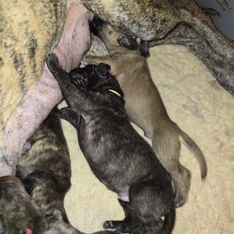 Doberman Pinscher and Great Dane Puppies from Draggin Dobermans & Great Danes