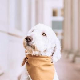 Goldendoodle All Grown Up from Lazy Dayz Doodles