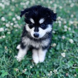 Ryder - Black and white male Pomsky puppy in Bolton, Connecticut from Elle Pomsky