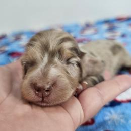 Chocolate and tan dapple male (green) - Dapple male Dachshund puppy in Belle Rive, Illinois from Akin's Miniature Dachshunds, LLC