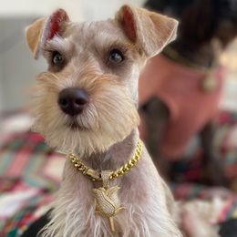 America - Miniature Schnauzer