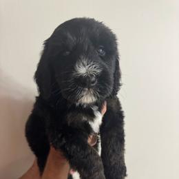 Rolly - Tri-color male Bernedoodle puppy in Fort Pierce, Florida from Gentle Giants Doodle Co.
