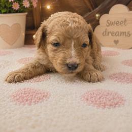 Purple collar - Apricot female Poodle puppy in Spring Branch, Texas from Bear Hills kennel