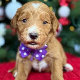 Yuki -Purple collar female - Red  female Goldendoodle puppy in Yuciapa, California from AlltheDoodlez_