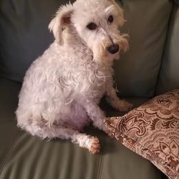 Miniature Schnauzer All Grown Up from Schnauzers Northwest