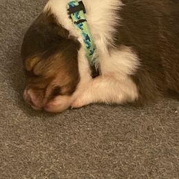 Shetland Sheepdog Puppies from Clark Kennel Shelties