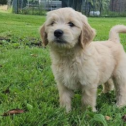 Boy 1 - Cream Goldendoodle puppy in Kenosha, Wisconsin from Madden Golden Doodles
