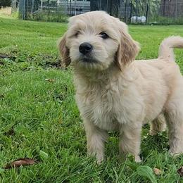 Boy 1 - Cream Goldendoodle puppy in Kenosha, Wisconsin from Madden Golden Doodles