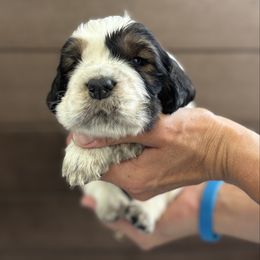 Finch - Liver white and tan male English Springer Spaniel puppy in Robesonia, Pennsylvania from Rogue Mountain Manor