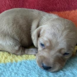 Romeo - Cream male Dachshund puppy in Salem, Oregon from Longdox Mini Dachshunds