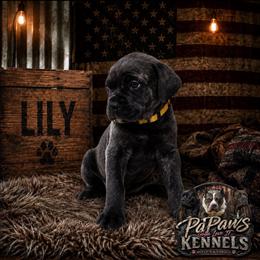 Lily - Gray brindle female Cane Corso puppy in El Paso, Texas from PaPaws Gotta Love It Kennels