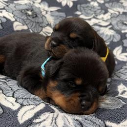 Felicia The Village Rottweilers - Black and mahogany female Rottweiler puppy in Palmyra, Pennsylvania from The Village Rottweilers