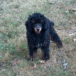 Sadie - Phantom female Poodle puppy in Cabool, Missouri from Rafter B Farms