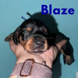 Blaze - Black and tan male Dachshund puppy in Monitor, Washington from Shannon Dolly’s Dachshunds
