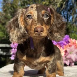 Maggie - Dapple female Dachshund puppy in Lakeland, Florida from Elite Doxies Florida