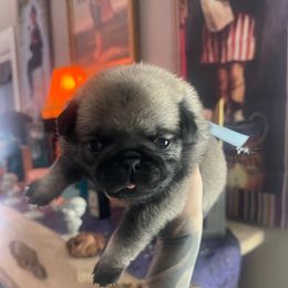 Presley - Fawn male Pug puppy in Winter Haven, Florida from The Pugarazzi