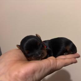 Red boy - Black and tan male Yorkshire Terrier puppy in Cornelia, Georgia from Kruz Kennels