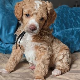 Boy 4 - male Poodle puppy in Hillsboro, Illinois from Sarah's Poodles