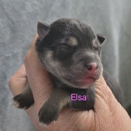 Elsa - Black and white female Pomsky puppy in Coatesville, Pennsylvania from Peaceful Pomskys