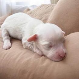 Passion - Cream female Havanese puppy in Cadwell, Georgia from Hashtag Havenese