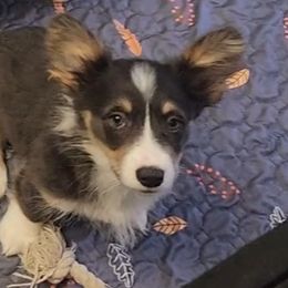 American Corgi, Cane Corso, Pembroke Welsh Corgi, and Rhodesian Ridgeback Puppies from Diamondcrest Inc