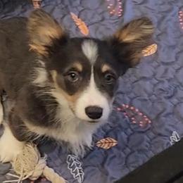 American Corgi, Cane Corso, Pembroke Welsh Corgi, and Rhodesian Ridgeback Puppies from Diamondcrest Inc