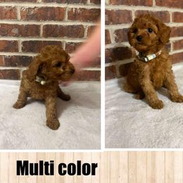 Boy 2 - Red  male Goldendoodle puppy in Milan, Indiana from Judy's Pups