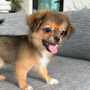 Sunshine Mi-Ki's Romeo - Brown male Mi-Ki puppy in Fort Myers Beach, Florida from Sunshine Mi-Ki's