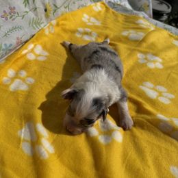Hope - Blue merle female Miniature American Shepherd puppy in Plant City, Florida from Osborne & Stormborn FL Kennels