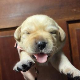 Pink Female - Yellow female Labrador Retriever puppy in Andrews, South Carolina from Leyland Cypress Retrievers