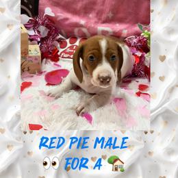 Red pie boy - Red male Dachshund puppy in Lakeland, Florida from Berry Dachshunds