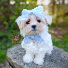 Companion Cross, Havanese, Mal-Shi, Maltese, Maltipoo, Morkie, and Shih Tzu Puppies from Seeking Shalom Acres Maltese, Maltipoos & Havamalts
