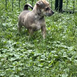 Chihuahua Puppies from Nine Mile Farms