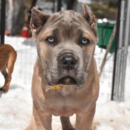 Cane Corso Puppies from Willow Creek Cane Corsos