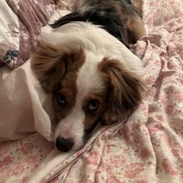Miniature American Shepherd and Papillon All Grown Up from LS Best Friends