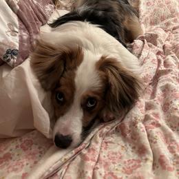 Miniature American Shepherd and Papillon All Grown Up from LS Best Friends