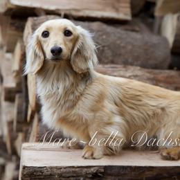 Tuna - Dachshund