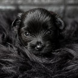 Franklin - Black and tan male Yorkshire Terrier puppy in Vancouver, Washington from Yorkastle Kennels