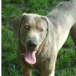 Stone - Labrador Retriever